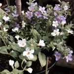 花3