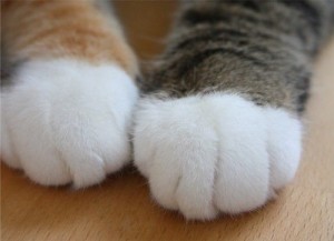 ねこ手