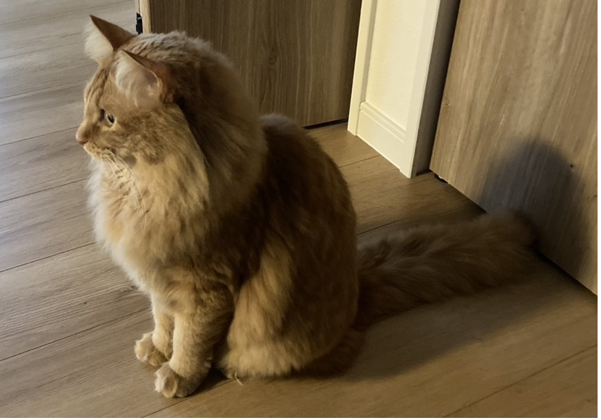 『牽制』秋田市の家づくり、新築住宅ならプライムハウス　前野