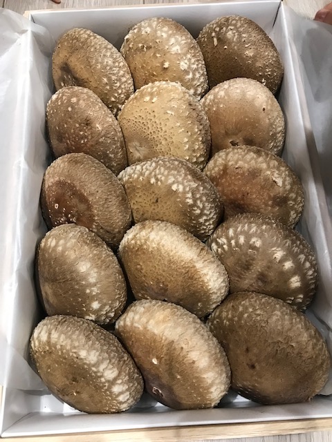 「開催！」秋田市の家づくり、新築戸建てならプライムハウス　営業　山下