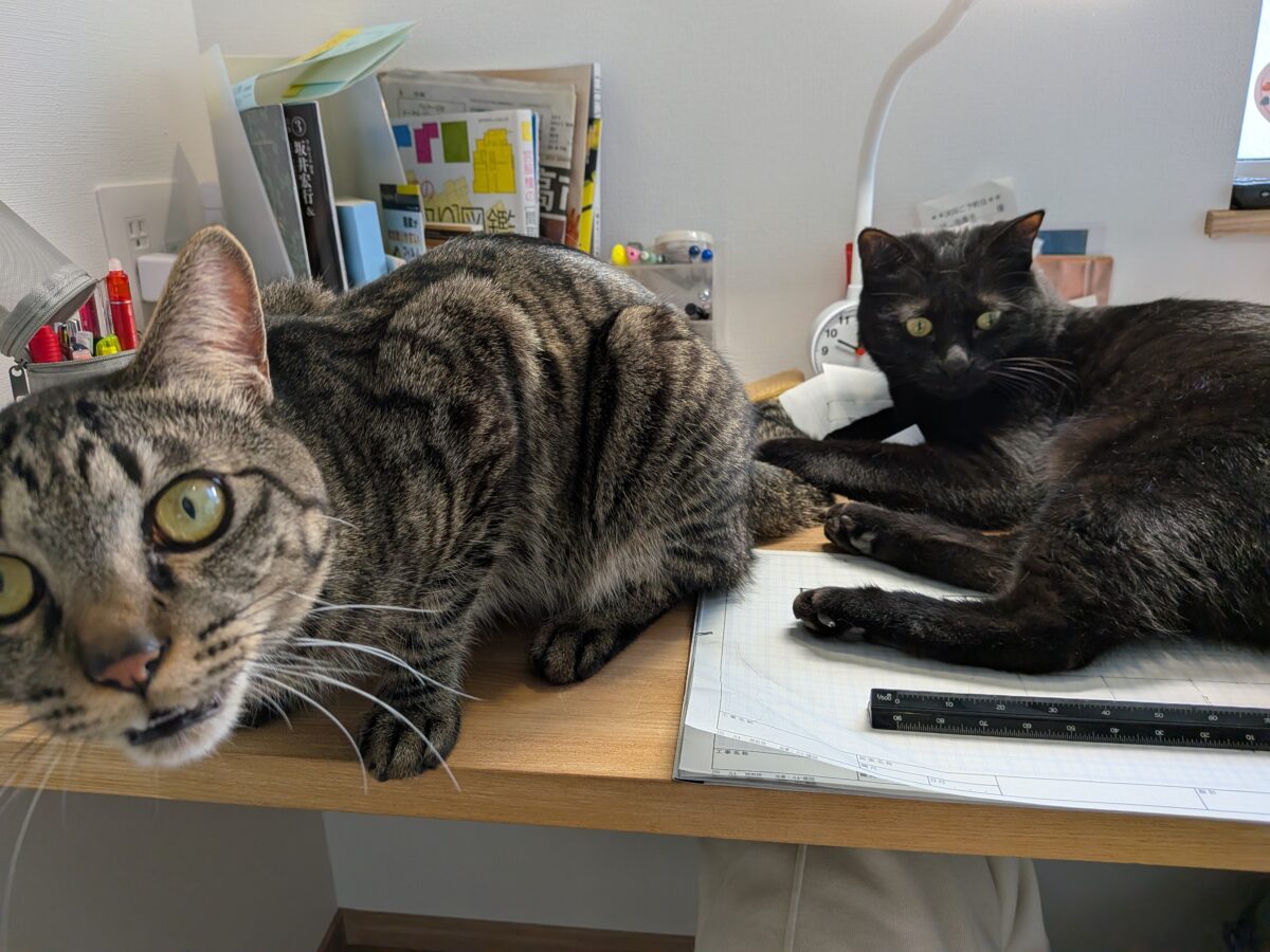 「ねこがいること」秋田市の不動産、新築住宅、新築一戸建てならプライムハウスにお任せ！　設計・インテリアコーディネーター　小林　由美子