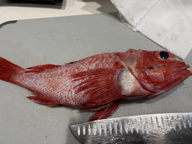 『一番魚』秋田市の家づくり、新築住宅ならプライムハウス　営業:天野 健太郎