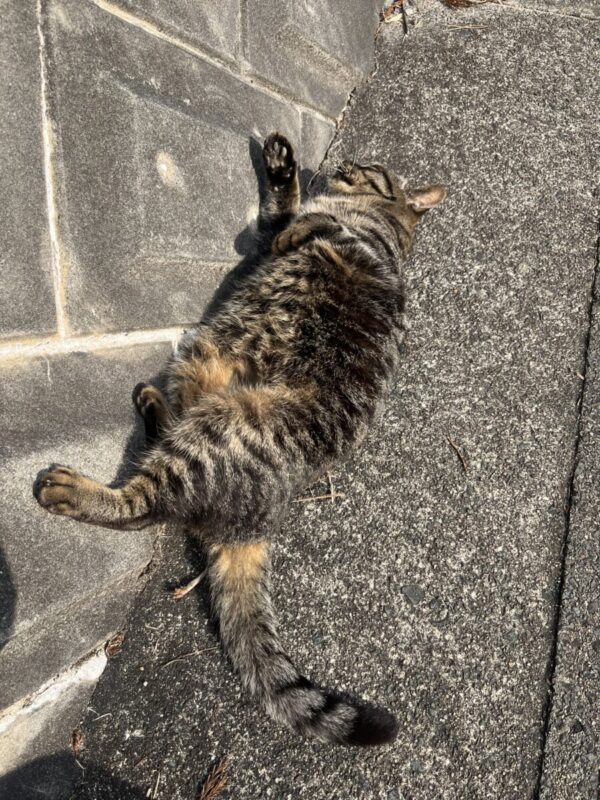 『実は〇派』秋田市の不動産、新築住宅、新築一戸建てなら プライムハウスにお任せ！　加藤香月