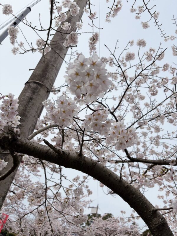「桜」秋田市の不動産、新築住宅、新築一戸建てならプライムハウスにお任せ！　富樫杏菜