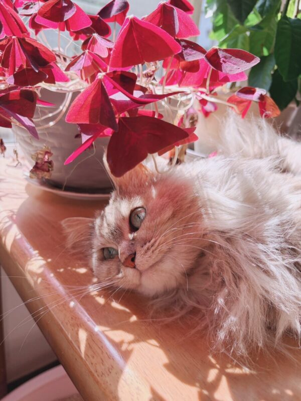 「日向ぼっこ日和」秋田市の不動産、新築住宅、新築一戸建てならプライムハウスにお任せ！　富樫杏菜