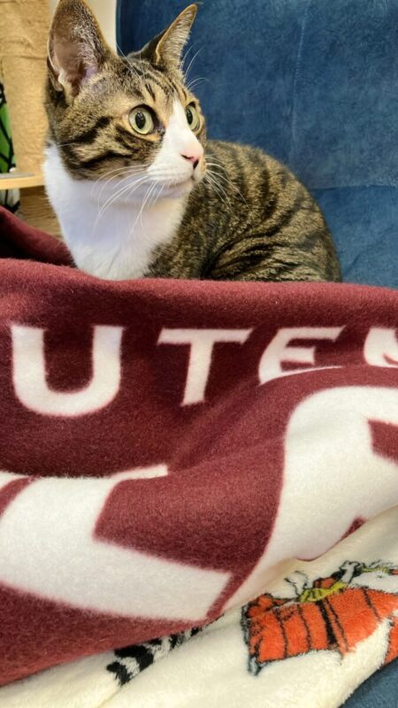 「青って・・どこ」秋田市の家づくり、新築住宅ならプライムハウス　:　成田伸一