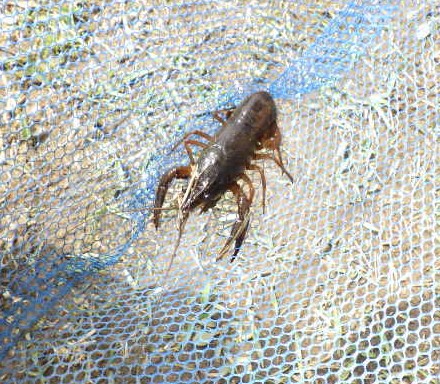 『　大潟村生態系公園　ザリガニ釣り　』秋田市の家づくり、新築住宅ならプライムハウス　現場管理　大渕裕幸