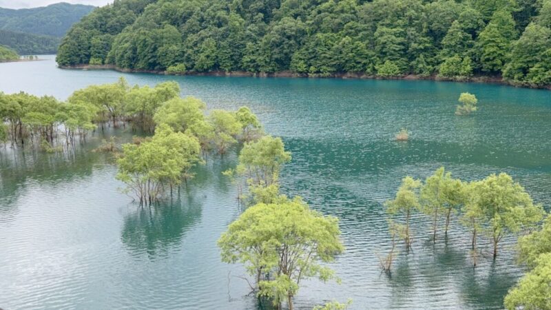 「水没林」秋田市の不動産、新築住宅、新築一戸建てならプライムハウスにお任せ！　富樫杏菜