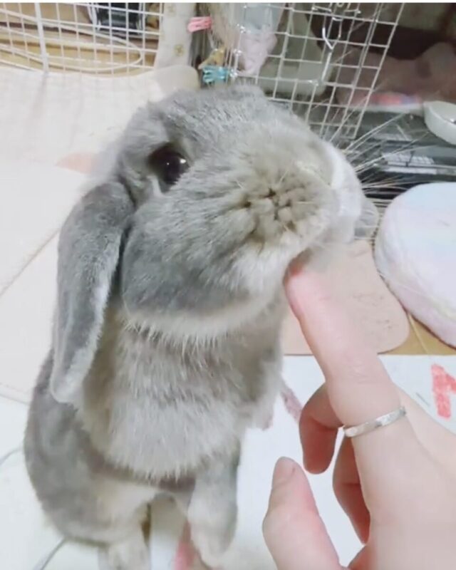 「うさぎ」秋田市の不動産、新築住宅、新築一戸建てならプライムハウスにお任せ！　富樫杏菜