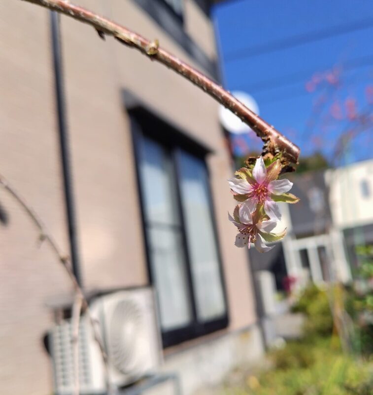 「季節外れのサクラ咲く」秋田市の不動産、新築住宅、新築一戸建てなら プライムハウスにお任せ！　総務部　佐藤浩喜